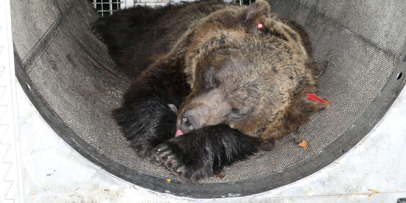 L'ours brun: mode de vie et progéniture - QUATRE PATTES en Suisse -  organisation de protection des animaux
