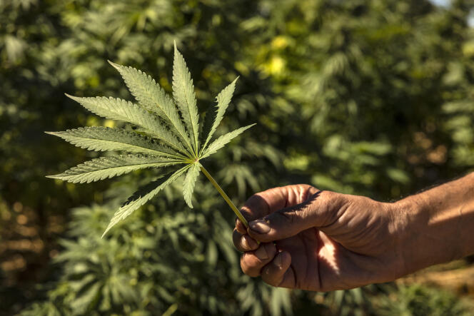 A grower shows cannabis leaves in Azila, Morocco in September 2022.