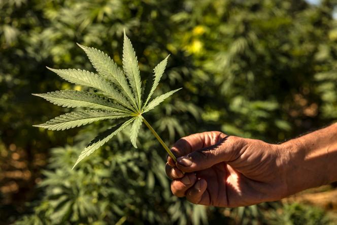 A grower shows cannabis leaves in Azila, Morocco in September 2022.