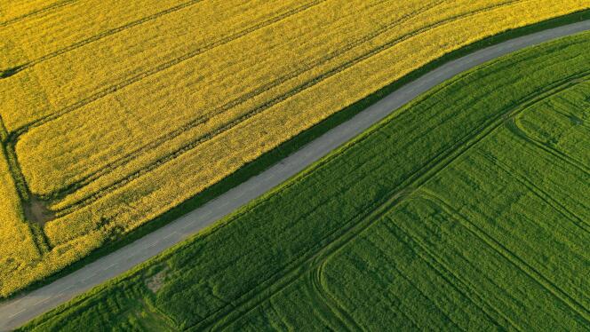 Vista aérea de campos de colza y trigo, en Carnières (Norte), 2 de mayo de 2023.