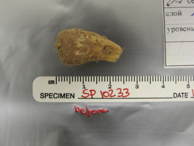 La dent de cerf percée découverte dans la grotte de Denisova (Sibérie), avant extraction de l’ADN.