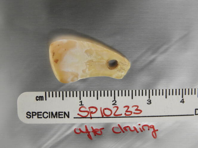 La dent de cerf percée découverte dans la grotte de Denisova (Sibérie), après extraction de l’ADN.