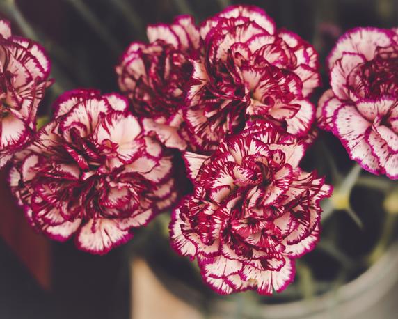 Bonnet Matafs & Forcats | Fleurs De Bagne