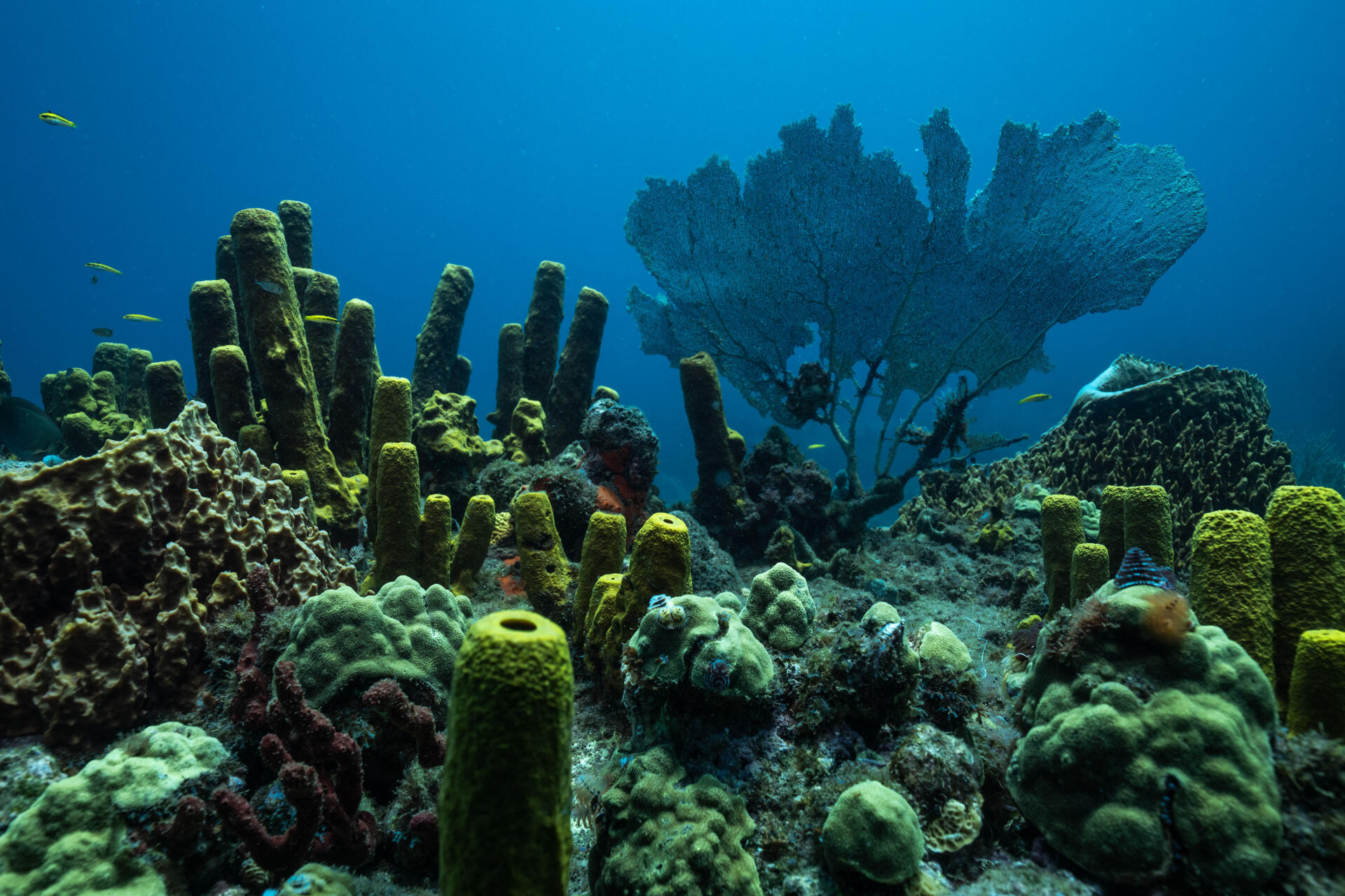 In the shallow waters of the dive sites, marine animal forests consist of gorgonians, sponges, and corals, and are home to many species.  Under the Pole he considers these shallow areas as landmarks of his in-depth work.  In Guadeloupe, March 27, 2023.
