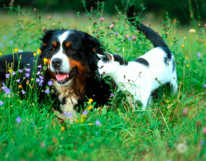 A young Bernese Mountain Dog, with a cat.