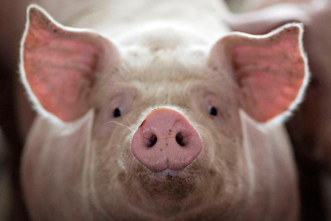 A pig on a farm in Polo (Illinois, United States), April 9, 2018.