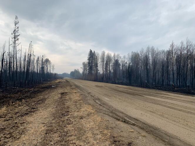 Des arbres calcinés le long d’une route à Entwistle, dans l’Alberta (Canada), le 9 mai 2023.