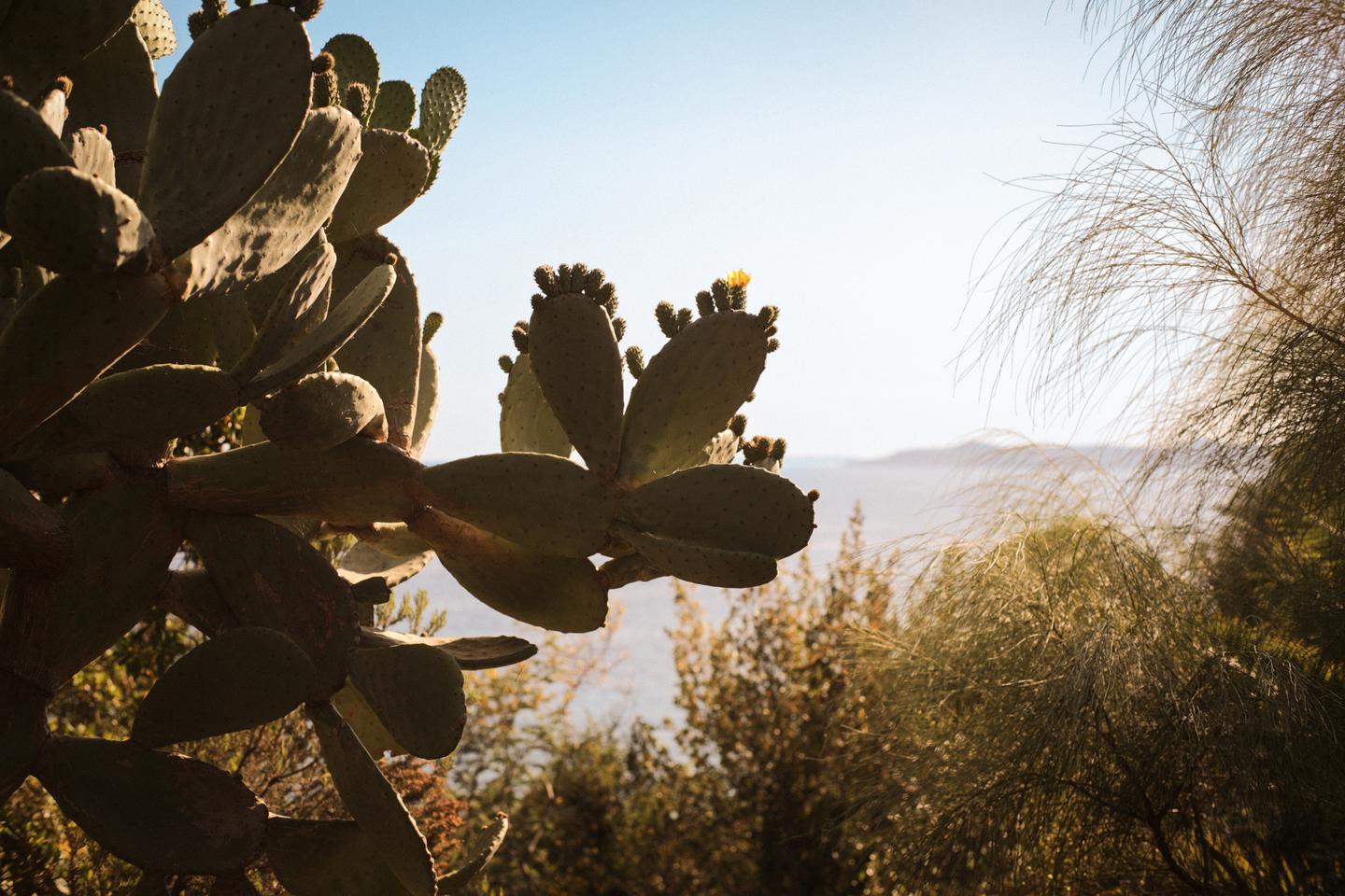 Le Domaine du Rayol, jardin voyageur