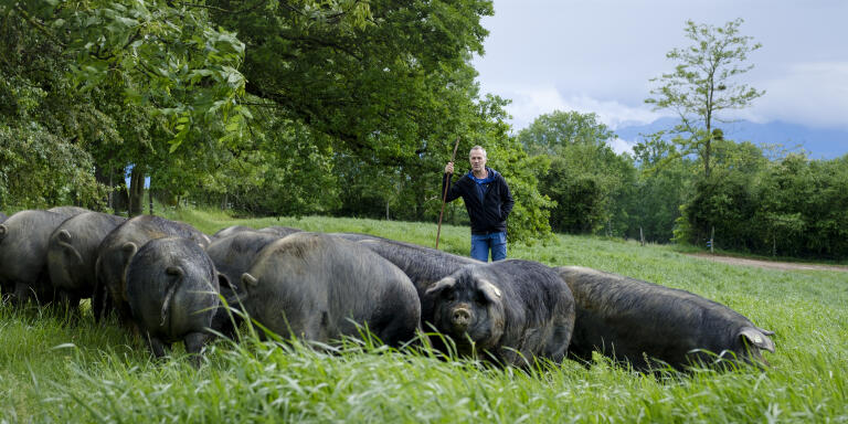 L’éleveur de porc noir de Bigorre Vincent Baute dans son exploitation à Borde, dans les Hautes-Pyrénées.