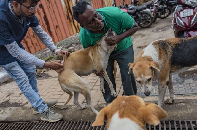 Vacunación de perros callejeros en el distrito de Mahim de Mumbai el 2 de octubre de 2022.
