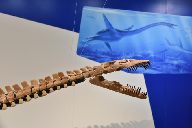 The relatively small head of the elasmosaurus only allowed it to eat fish, ammonites and squid.