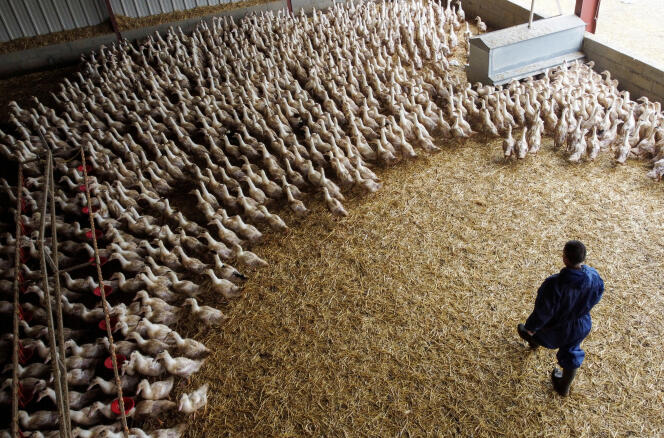 Patos en una granja avícola, en Castelnau-Tursan (Landas), 24 de enero de 2023.