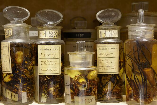 Spiders, preserved in alcohol, from the collection of Eugene Louis Simon (1848-1924), at the National Museum of Natural History, Paris, in 2013.