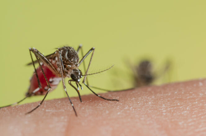 Moustique (Aedes aegypti) piquant une peau humaine, en mars 2015.