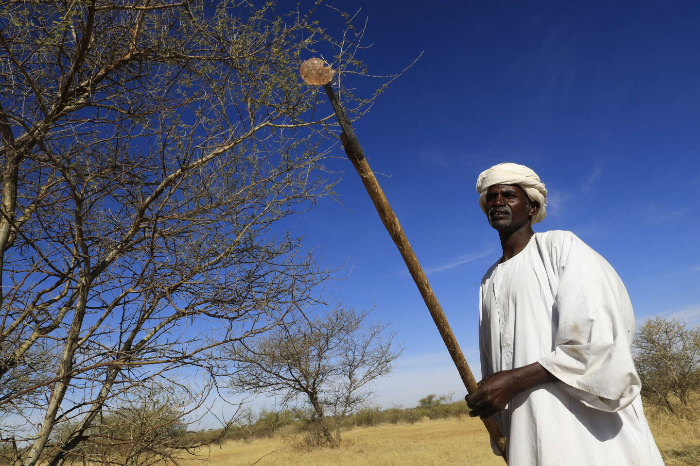La gomme arabique : la gomme issue de l'acacia