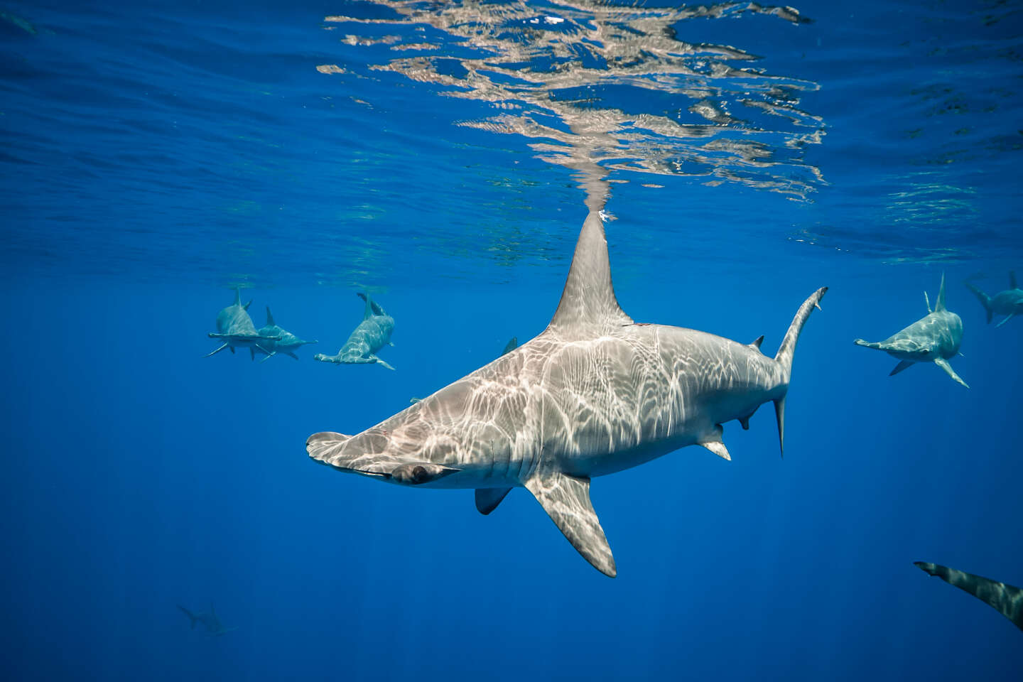 To endure the cold of deep waters, hammerhead sharks stop breathing