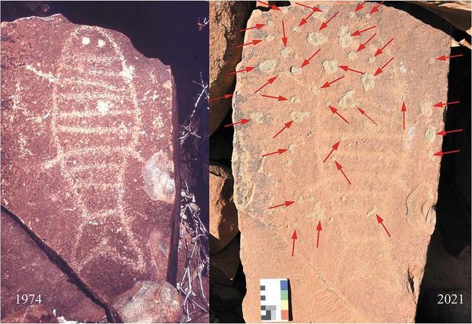 Petroglyph No. 16.  Significant scaling is visible around and above this fish petroglyph, which was not seen in the 1970s.  Red arrows show spalling of the rock stain, which was not evident in the 1974 image.  Note that the upper right corner of the cliff is hidden by a shadow in the 1974 image.