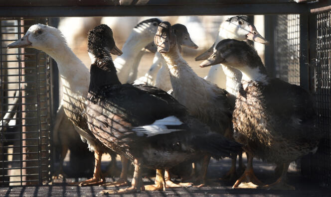 Des canards dans une cage attendant d’être envoyés à l’abattoir en raison de l’épidémie de grippe aviaire, dans une ferme de Doazit, le 26 janvier 2022.