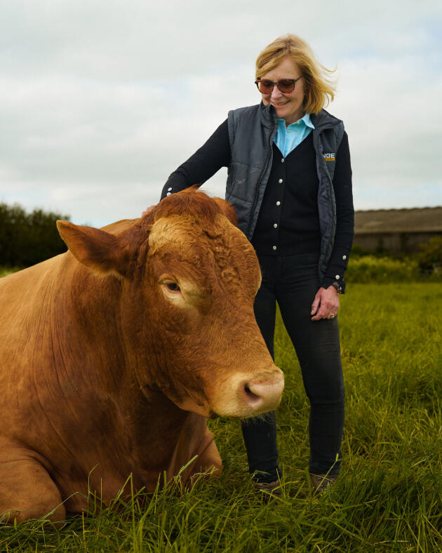 Liz Webster (en compagnie de son taureau Harold), exploitante d’un élevage bovin dans sa ferme près de Swindon (Royaume-Uni), le 29 mai 2023.