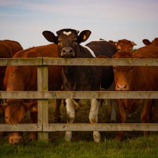 Les vaches de la ferme de Liz Webster, exploitante d