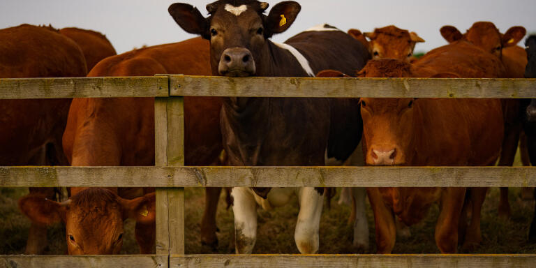 Les vaches de la ferme de Liz Webster, exploitante d'un élevage bovin près de Swindon (Royaume-Uni) le 28 mai 2023