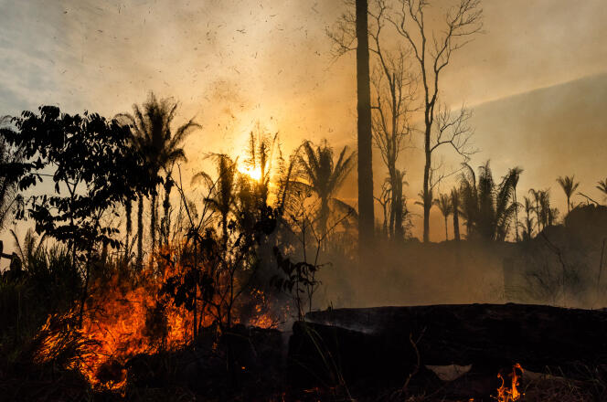 Burnt Amazon rainforest in the countryside of Novo Progresso, Para state, northern Brazil, on August 28, 2019.