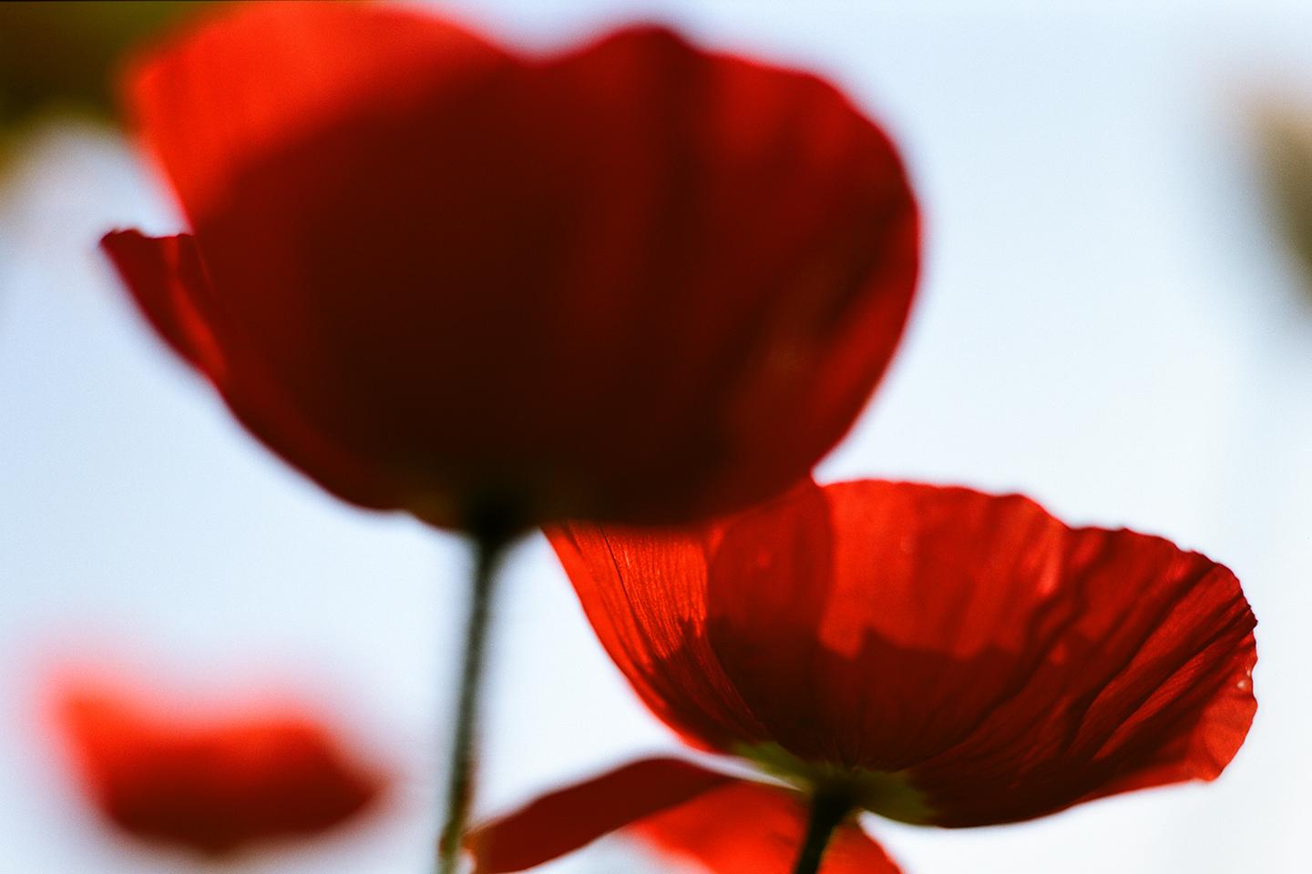 Amapola, sueño opiáceo