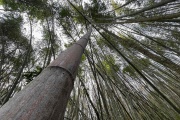 Forêt de bambous à Taïwan, le 12 mai 2023. 