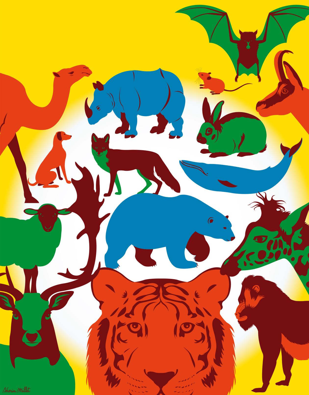 Projet Zoonomia la saga de l’évolution dans le génome de 240 mammifères