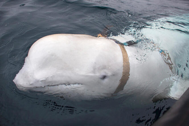 La ballena beluga Hvaldimir, cuando fue descubierta en 2019 con un arnés “Equipment St Petersburg”, cerca de Hammerfest, en el norte de Noruega.