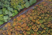 Gavre forest (Loire-Atlantique), October 26, 2022.
