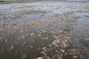 Dead fish accumulate on the dry bottom of the Nova Kakhovka reservoir, after the dam burst, in the village of Marianske (Ukraine), June 7, 2023.