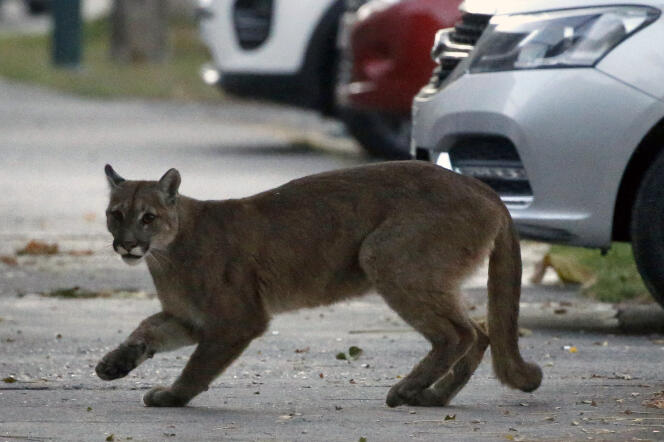 A puma about a year old in the streets of Santiago (Chile), March 24, 2020, during the Covid-19 pandemic.