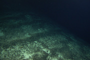 The ocean floor, at a depth of 2,000 m, after the passage of a deep-sea trawler, September 16, 2013.