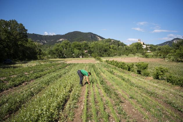 Martin Gomas, a young producer of Tarassac onions, squash and sweet potatoes, on his farm in Saint-Etienne-de-Gourgas (southern France), May 14, 2023. He makes his own seeds, because "they are adapted to the soil and to climatic disasters."