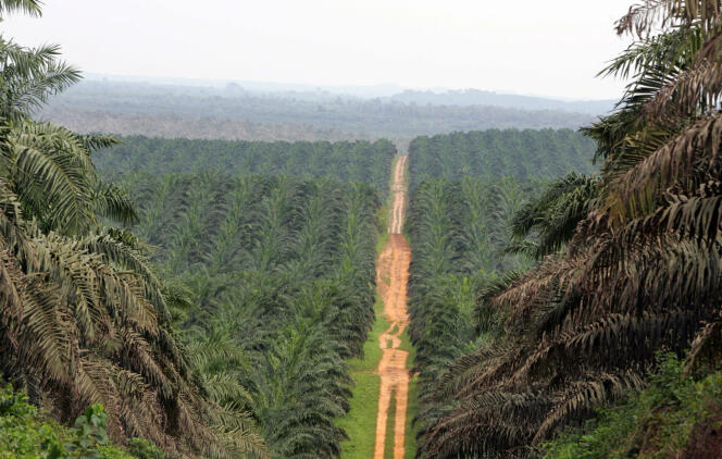 Una plantación de aceite de palma cerca de Irobo, Costa de Marfil, en marzo de 2008.