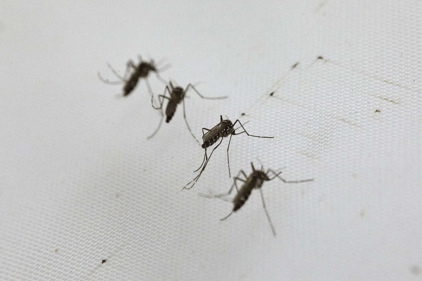 Les moustiques : mieux les connaître pour mieux protéger nos