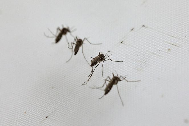 Tiger mosquitoes in a breeding cage, Montpellier, May 4, 2023.