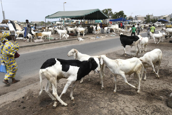 El mercado de ovejas de Soumbédioune, en Dakar, en julio de 2022.