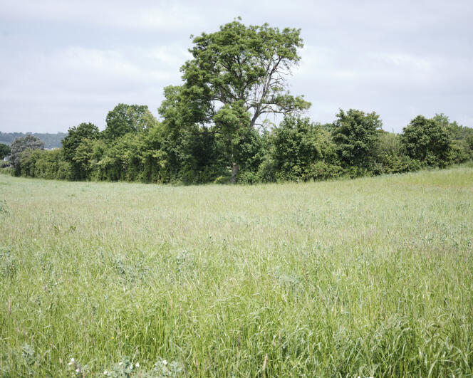 Une haie en bordure de champ, sur la commune du Bô (Calvados), le 28 mai 2023.