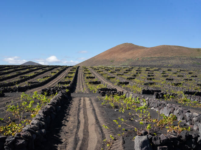 Des murs en pierres volcaniques protègent les vignes des alizés qui balayent l’île. A Lanzarote, le 1ᵉʳ décembre 2022.