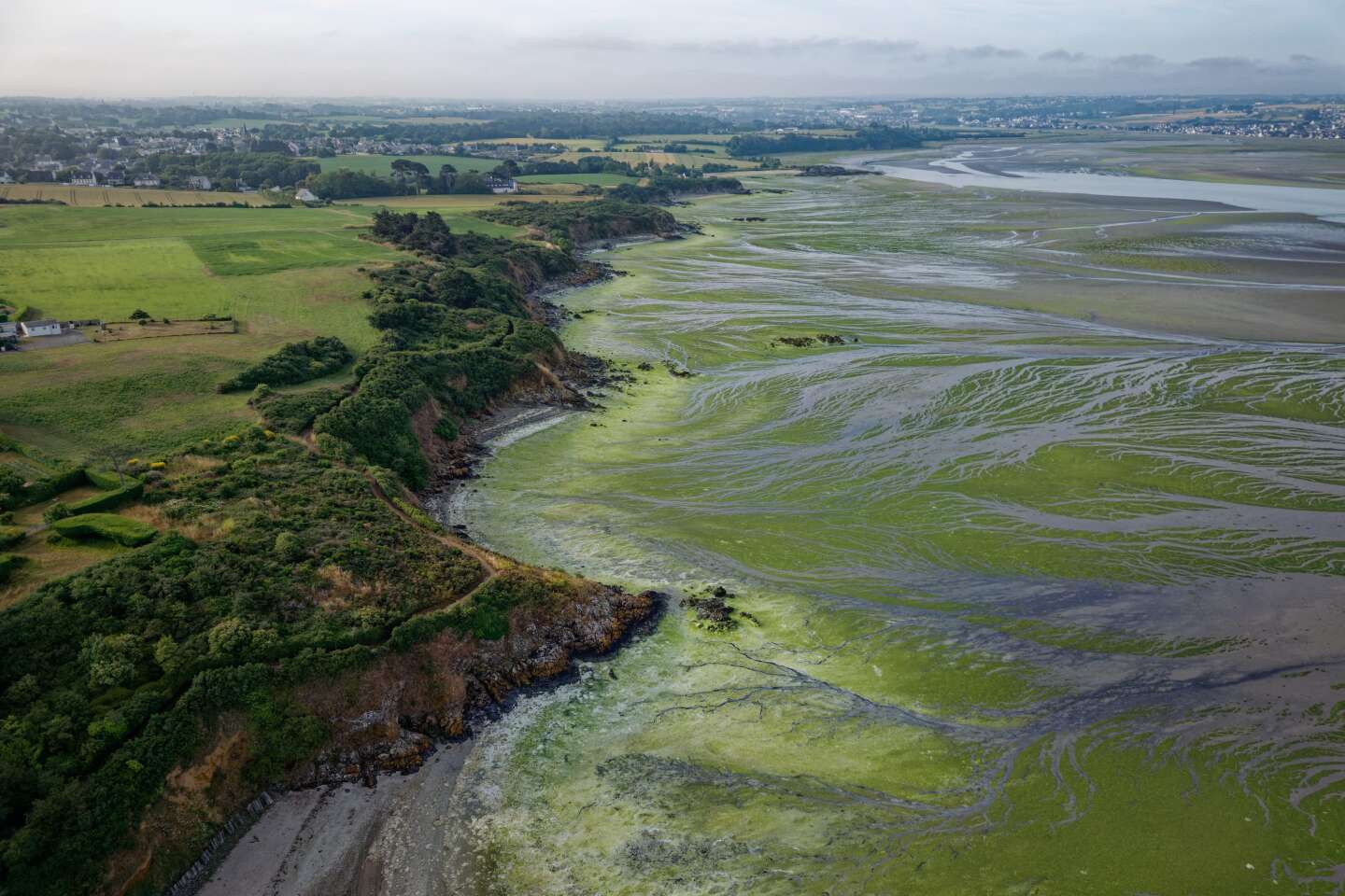 Les algues vertes grignotent la Bretagne et le vivant - Basta!