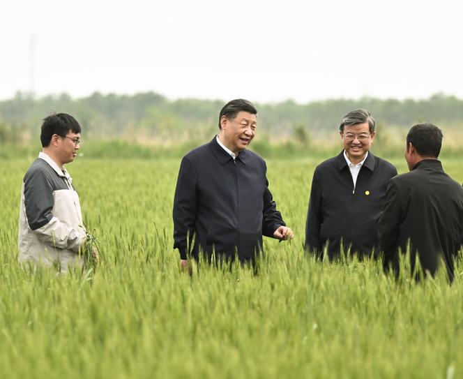 El presidente chino, Xi Jinping, en un campo de trigo, durante un viaje a la provincia de Hebei (China), 11 de mayo de 2023.