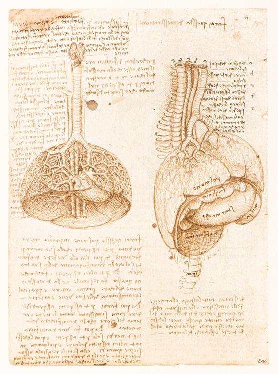 Exposition « Léonard de Vinci et l’anatomie » : la mécanique de la vie ...