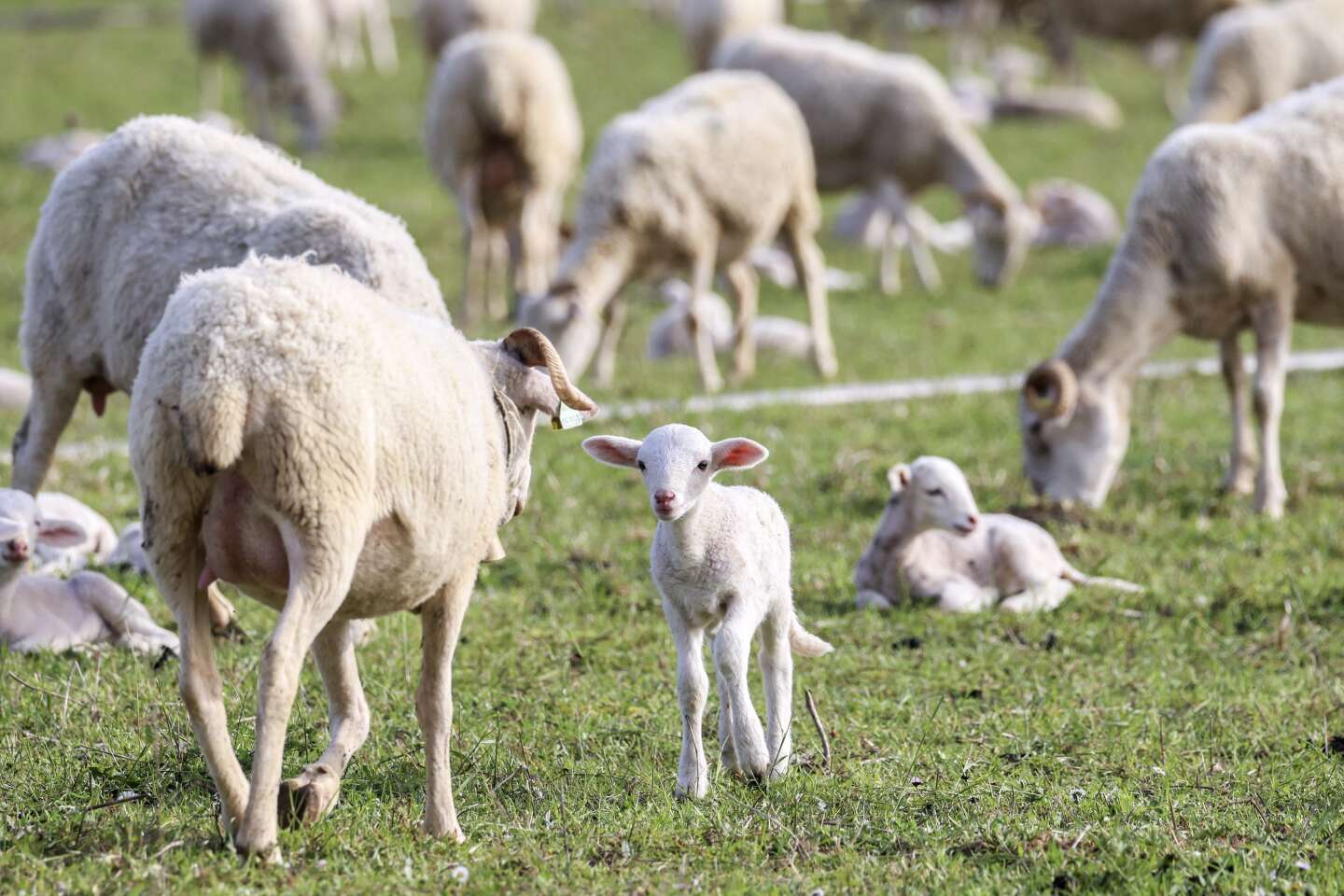 La Laine, 3e partie : la laine de mouton, d'agneau et le mérinos -  Francrochet, Le Collectif