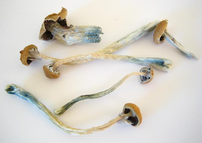 Des champignons « Psilocybe cubensis », réputés pour leurs effets hallucinogènes.