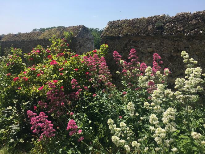 Vista de las almenas floridas del jardín colgante del castillo de Châteaudun.