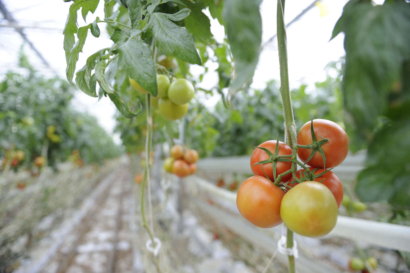 En saison: Les tomates - Le Panier alimentaire canadien