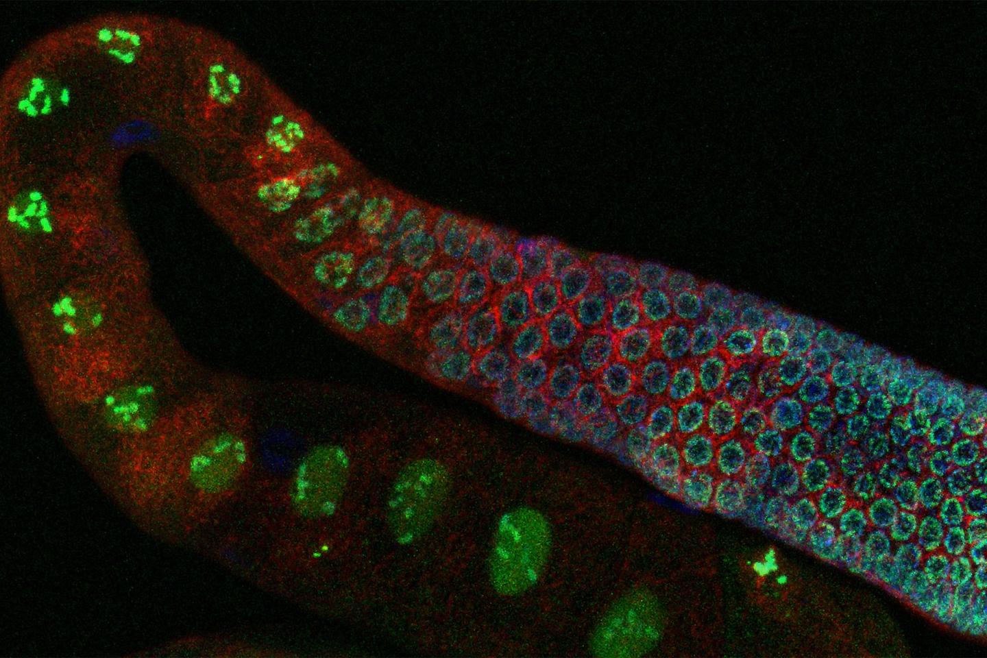 How "jumping genes" passed from one animal species to another TIme News