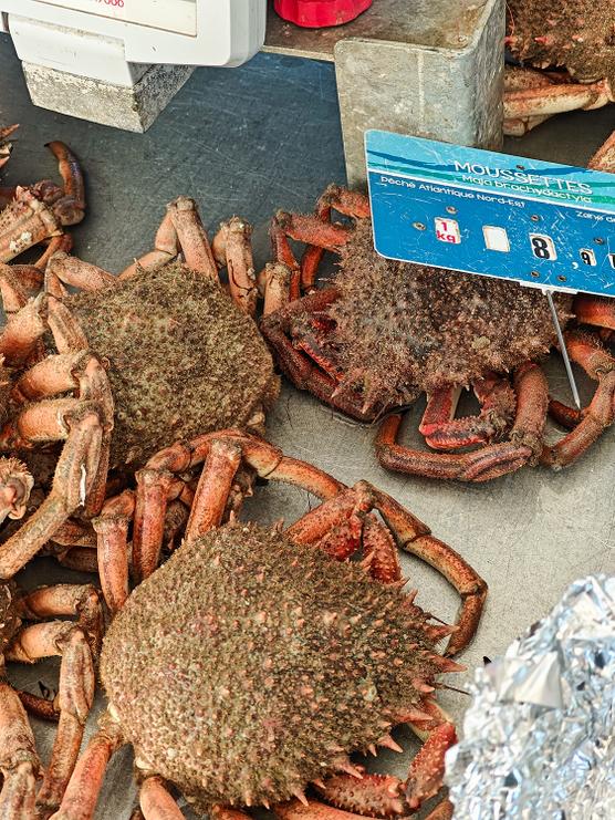 La moussette del mercado de Fécamp, un marisco que todo el mundo apetece (8,90 € el kilo).